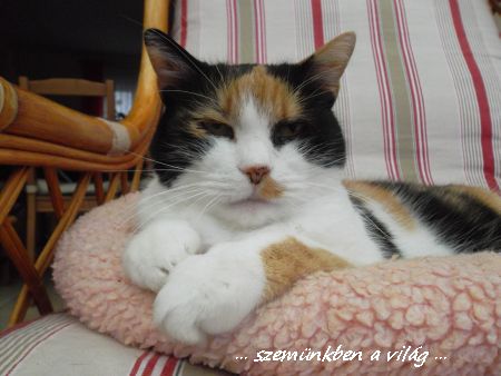 bocika