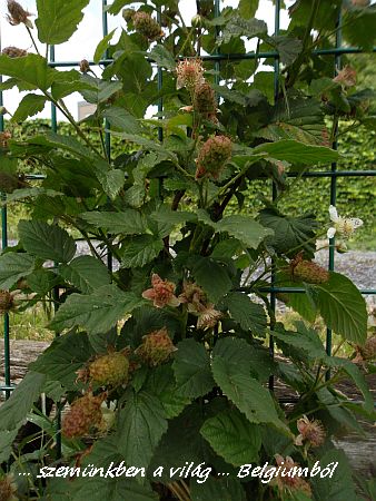gyümölcsös4