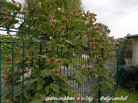 gyümölcsös5
