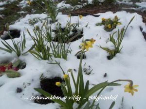 hónárcisz