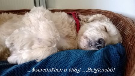 Taszika macikásat játszik