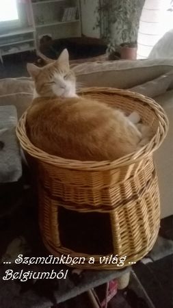 büdike uj szerzeménye