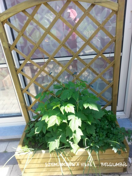 20140602_130245 (1)m