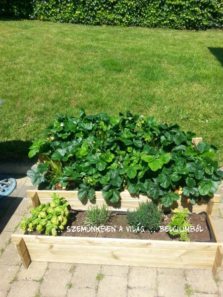 20140602_130257 (1)m