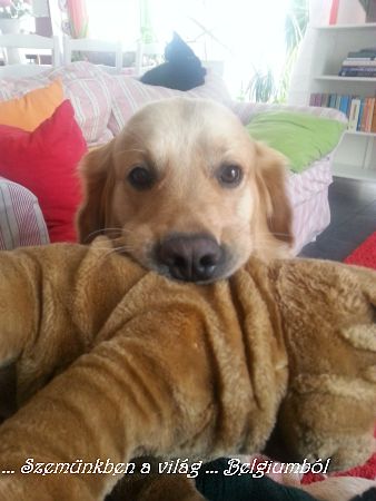 kutyik10