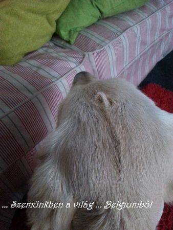 kutyik2