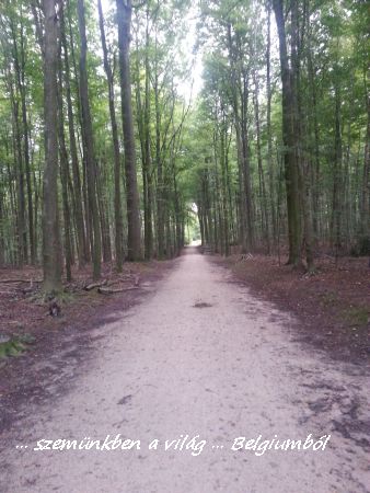 erdőben2