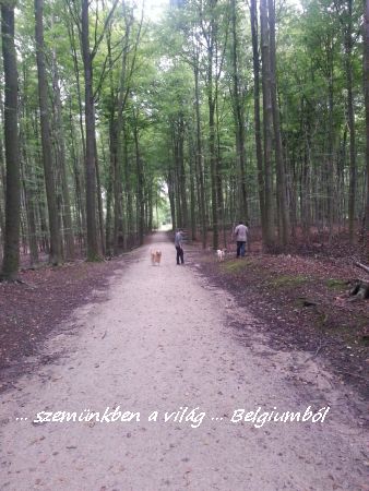erdőben3
