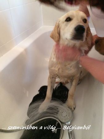 Charlie első fürdetése6