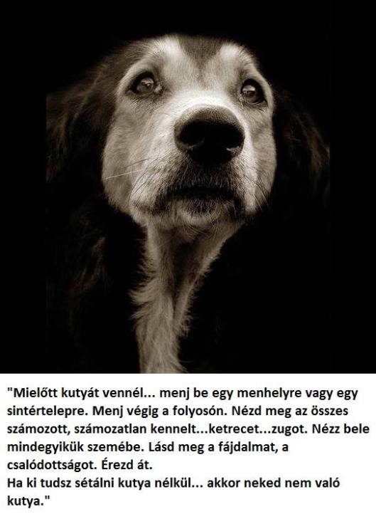 10628084_1501271203477372_1241554097445363422_n