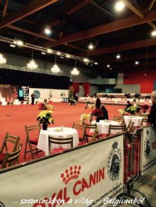 kutyakiállitás1
