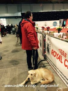 kutyakiállitás3
