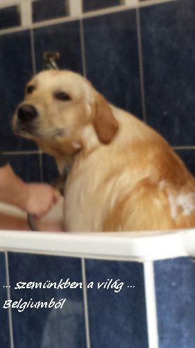 kutyakozmetika charlie-val4