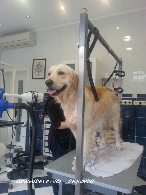 kutyakozmetika charlie-val5