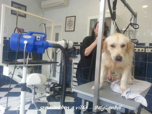 kutyakozmetika charlie-val7