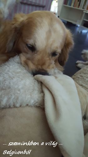 sam2