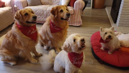kutyagyerekek