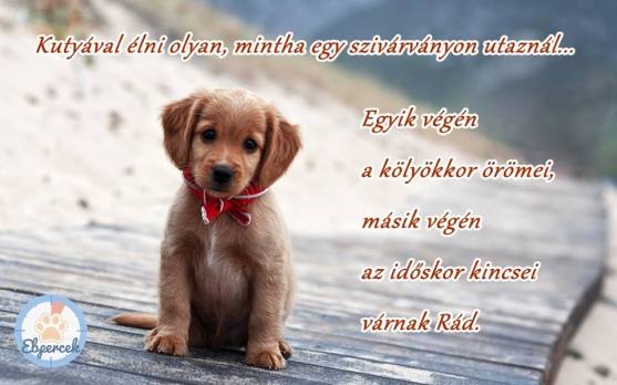 kutyaval-elni-kalandos-utazas-szivarvany