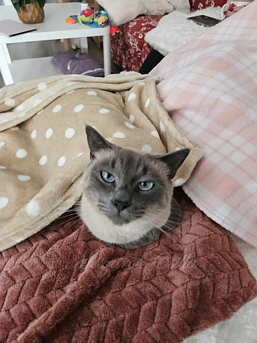krisz