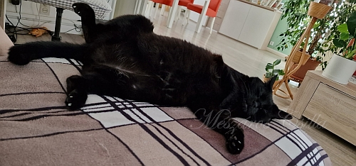 Samu